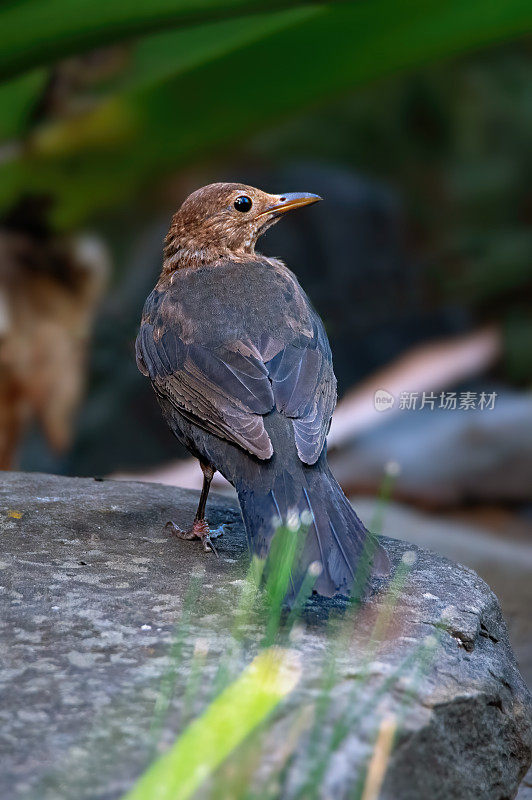 小黑鸟(Turdus merula)